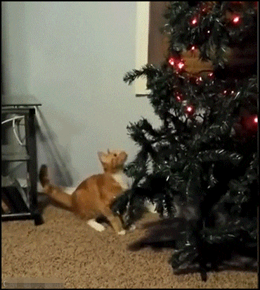 45347943e12f_58774a5404d3ce1b157d5.gif