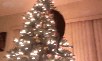 6a1928264dd9_5877405286d83095db2cb.gif