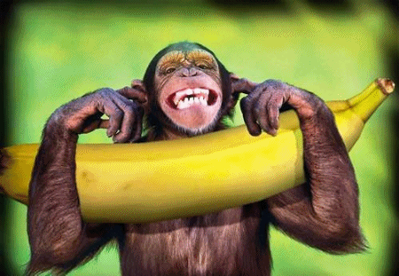 a.baa-funny-monkey-laughingd70a93756fe7ae0e.gif