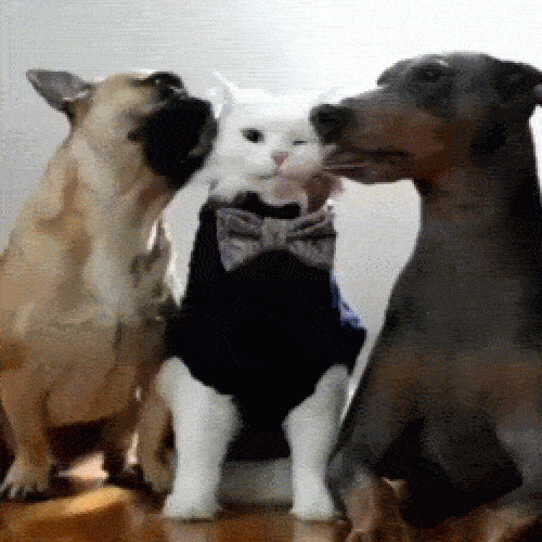 a9af27ae4d2b_58774e18f9d0d4c7367f9.gif