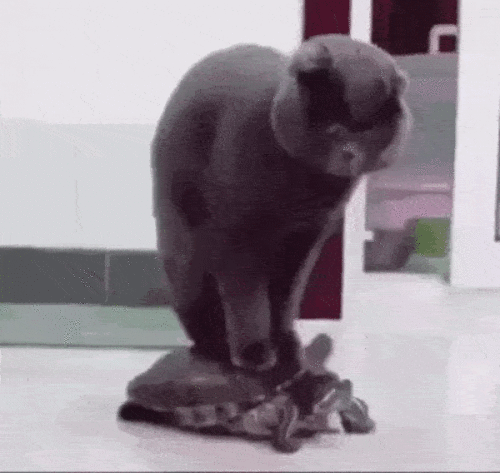 c17147272b25_58774ed8b40beea435403.gif