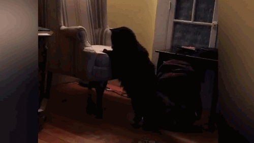 cat_28c8eeff77d156021.gif