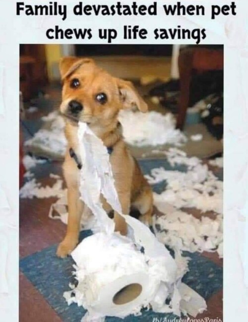 dog-toilet-paper0c76bf8c3a978f2b.jpeg