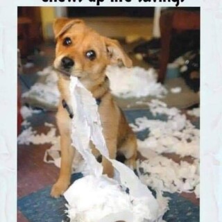 dog-toilet-paper0c76bf8c3a978f2b