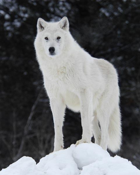 Arctic_wolf_by_Arctic_Wolf_Alpine113bb9e33ae1d97f.jpeg