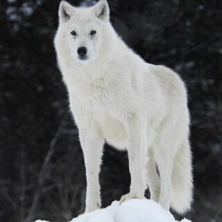 Arctic_wolf_by_Arctic_Wolf_Alpine113bb9e33ae1d97f