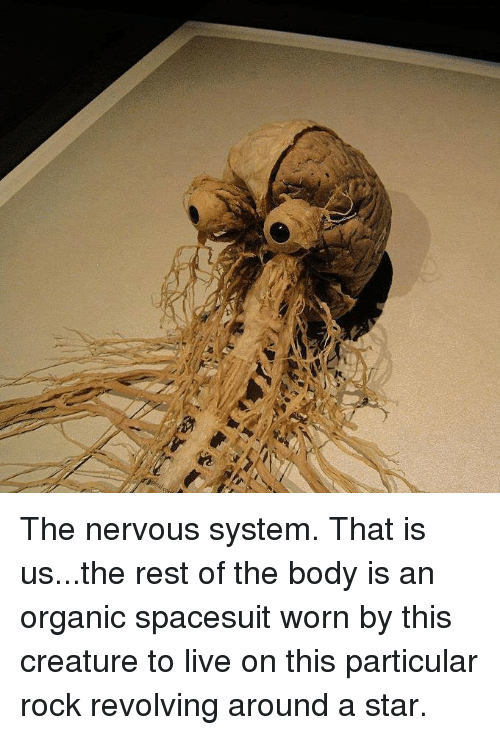 the-nervous-system-that-is-us-the-rest-of-the-body-3116743080cc426bac886159.png