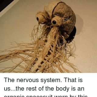 the-nervous-system-that-is-us-the-rest-of-the-body-3116743080cc426bac886159