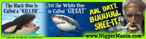 JPEG_NM-Banner_341_Killer-Whale-and-Great-White_jpgf83a0970bb9d72e4.jpeg