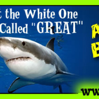 JPEG_NM-Banner_341_Killer-Whale-and-Great-White_jpgf83a0970bb9d72e4