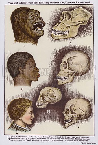 M451170_Comparison-of-heads-and-skulls-of-apes-black-and-white-peopleac01b5173a5180c3.jpeg