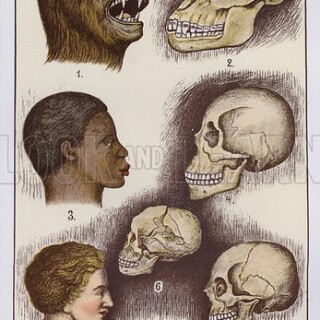 M451170_Comparison-of-heads-and-skulls-of-apes-black-and-white-peopleac01b5173a5180c3