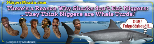 NM-Banner_016_Why-Sharks-Wont-Eat-Nigs_jpge2aeeded3b6a772e.jpeg