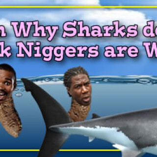 NM-Banner_016_Why-Sharks-Wont-Eat-Nigs_jpge2aeeded3b6a772e