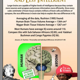 NM-POSTER_005_Brain-Sizes-of-Humans-and-Nigs_jpg37d2e161cf46c572