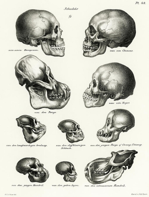 human-monkey-and-ape-skulls-schinz-de-visser3ac107ae355374e4.jpeg