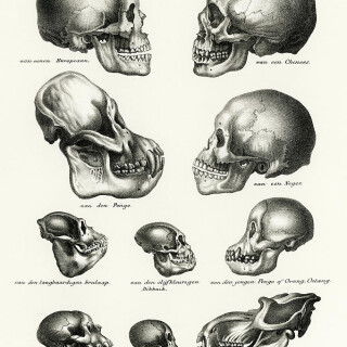 human-monkey-and-ape-skulls-schinz-de-visser3ac107ae355374e4