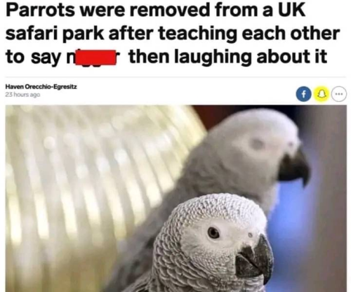 parrots-hate-them-toodb67e6a8281db451.png