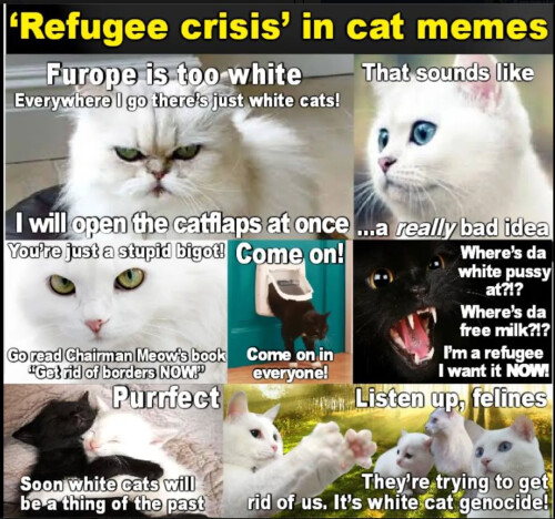 racist-cat-meme18e3d837c1c3c6522.jpeg