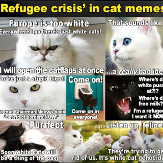 racist-cat-meme18e3d837c1c3c6522