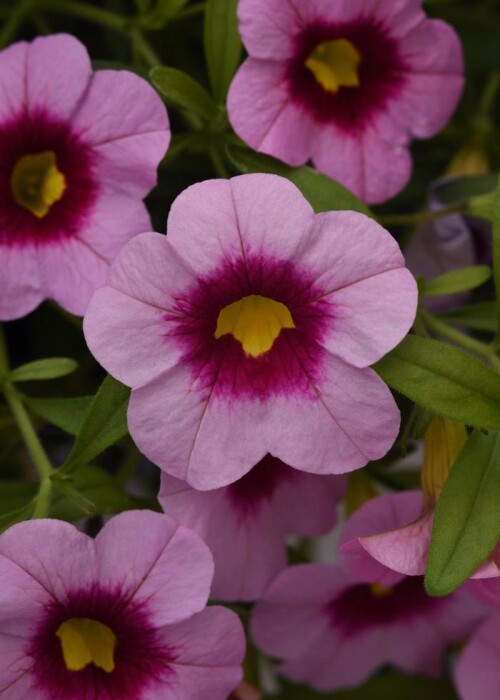 Pink Kiss Calibrachoa